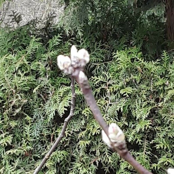 Prunus amygdalus Flower