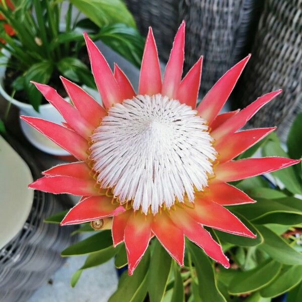 Protea cynaroides Blomst