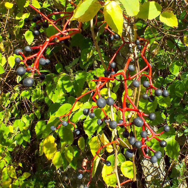 Parthenocissus inserta Vrucht