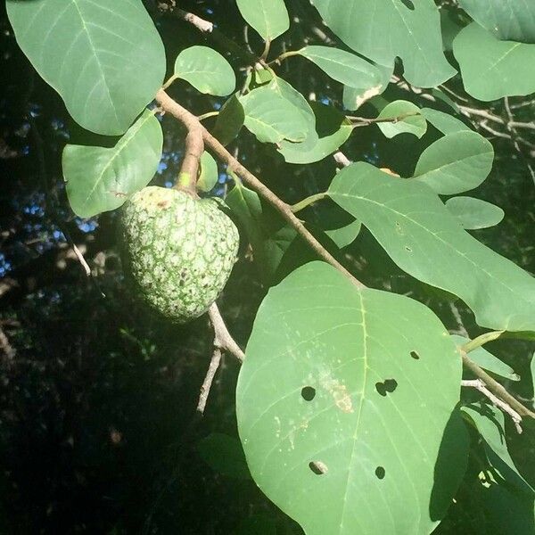 Annona senegalensis Frugt