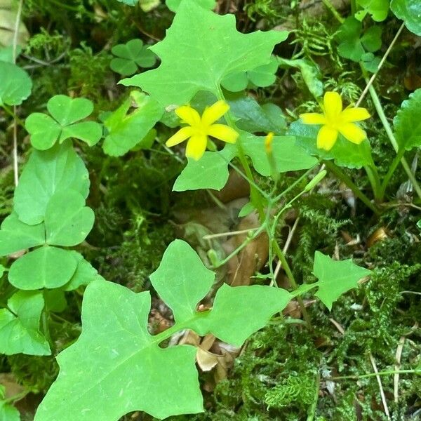 Lactuca muralis Hábito