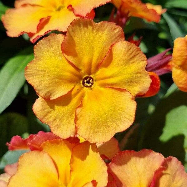 Primula × polyantha Flower