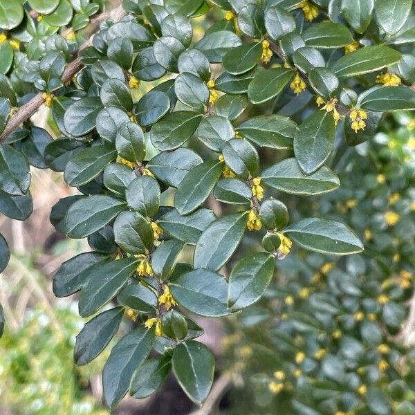 Azara microphylla Virág