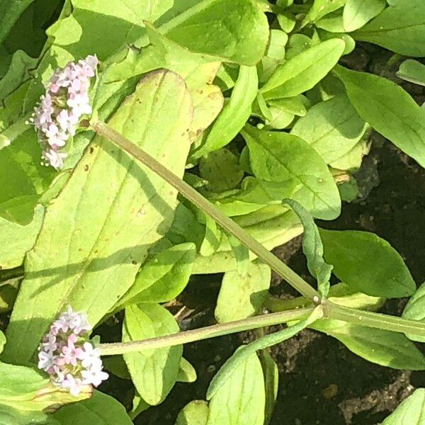 Valerianella coronata Flors