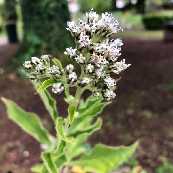 Verbesina virginica Flower