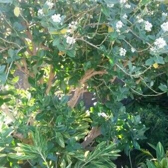 Calotropis gigantea Habit