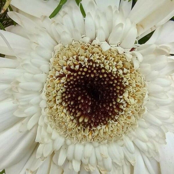 Gerbera viridifolia Flower