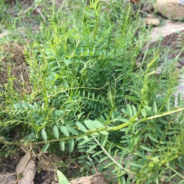 Vicia ervilia Lapas