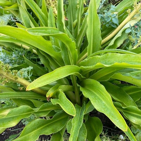 Eucomis autumnalis 葉