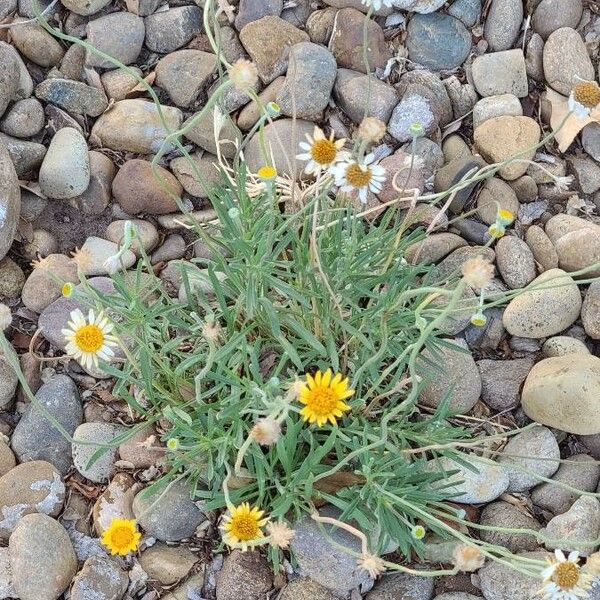 Melampodium leucanthum 花