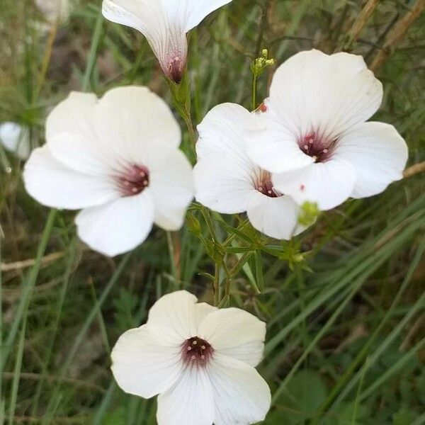 Linum suffruticosum Virág