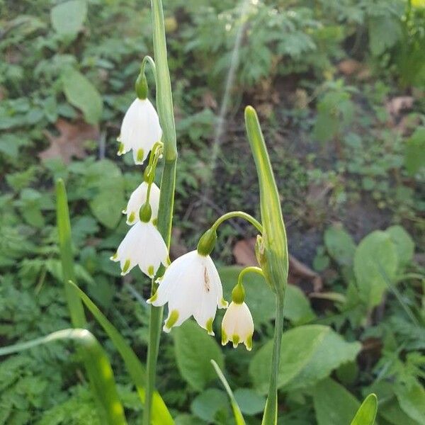 Leucojum aestivum Flower