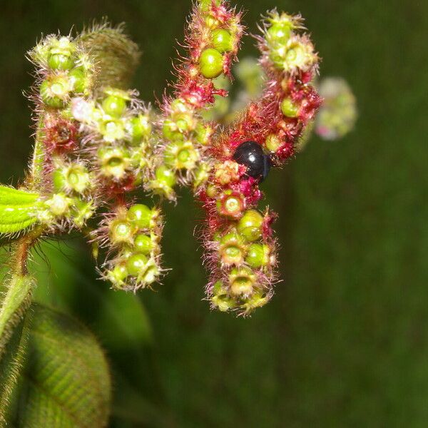 Miconia lacera برگ