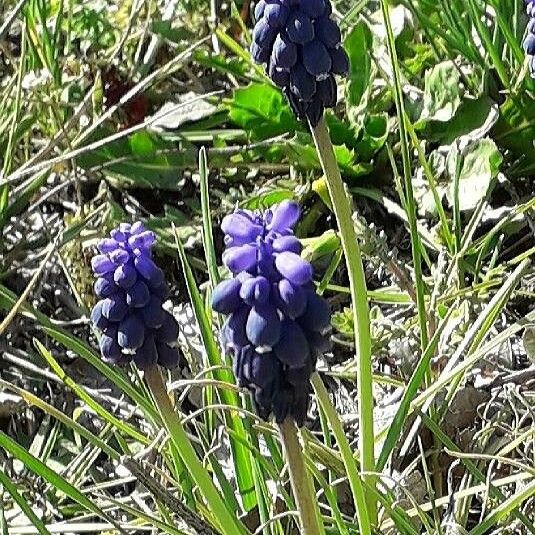 Muscari neglectum Bloem