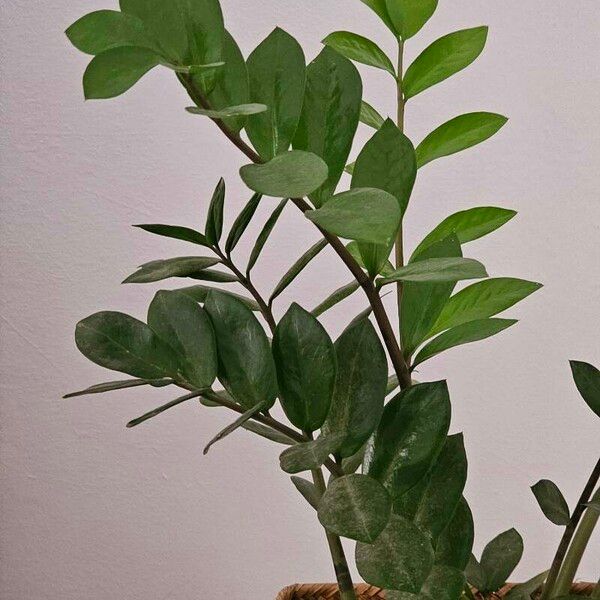 Zamioculcas zamiifolia ᱥᱟᱠᱟᱢ