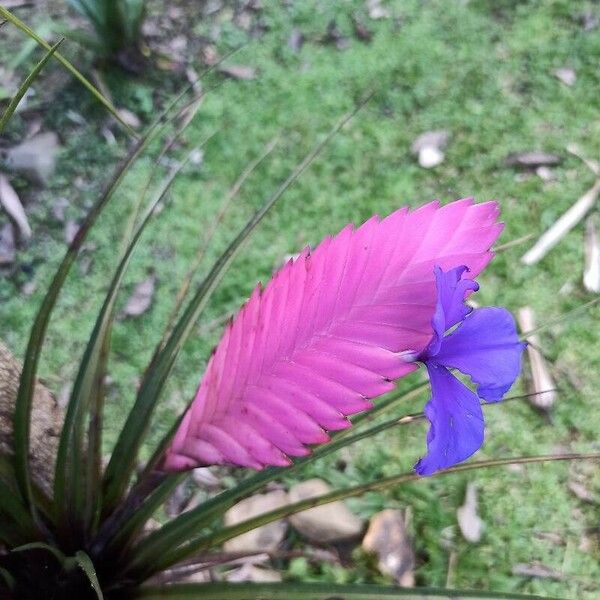 Wallisia anceps പുഷ്പം