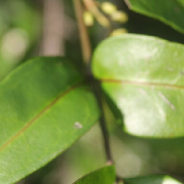 Chiococca alba Leaf