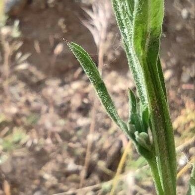 Centaurea melitensis Foglia