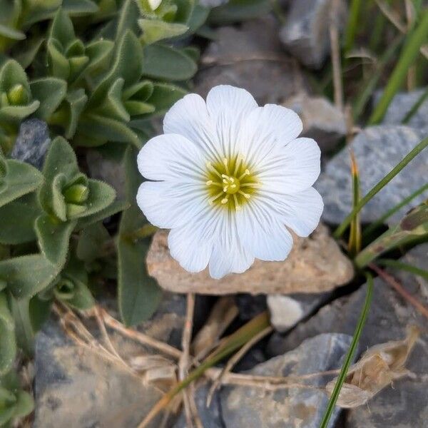 Cerastium latifolium Kvet