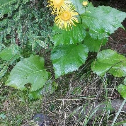 Inula helenium Deilen