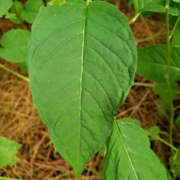 Circaea lutetiana Fuelha