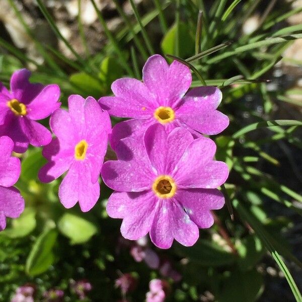 Primula farinosa Kwiat