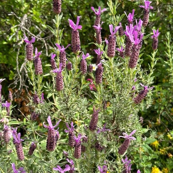 Lavandula stoechas Hábitos