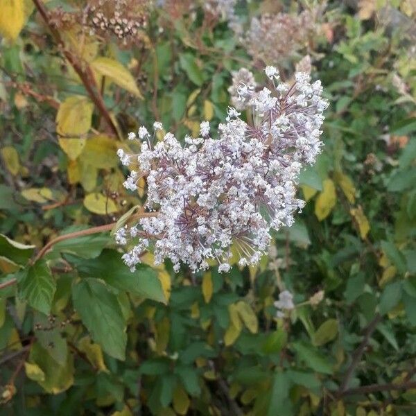 Ceanothus americanus Кветка