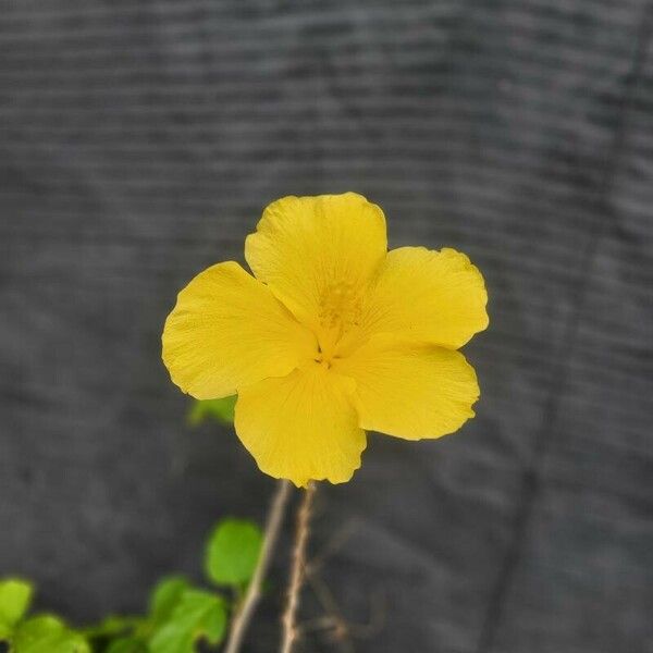 Pavonia spinifex 花