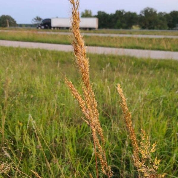 Sorghastrum nutans Λουλούδι