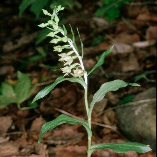 Epipactis leptochila Sonstige