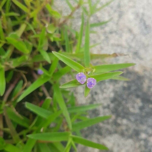 Murdannia nudiflora Flower