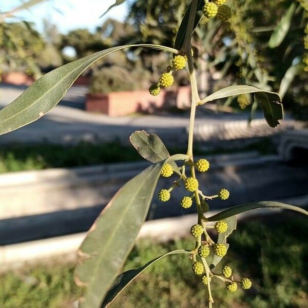 Acacia saligna Leaf