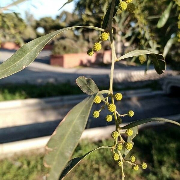 Acacia saligna Feuille