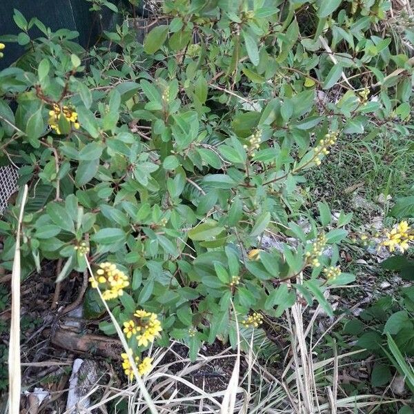 Galphimia glauca Habit