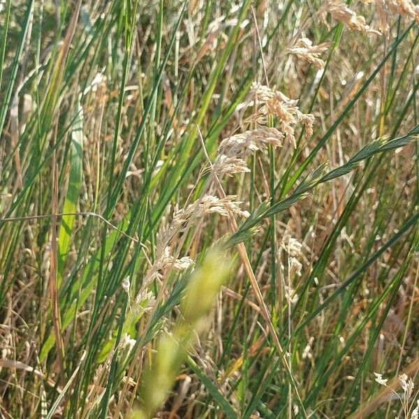 Bromus secalinus Кветка