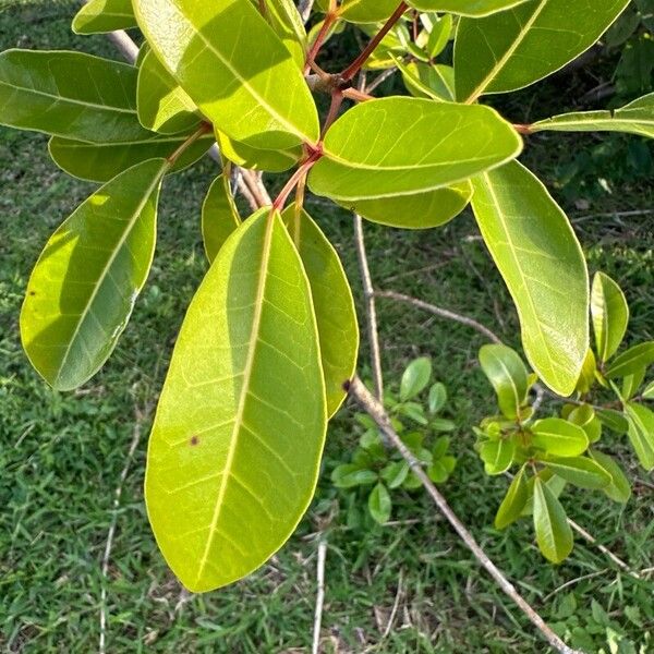 Tabebuia pallida Blad