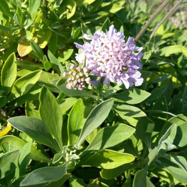 Lomelosia cretica Blomst