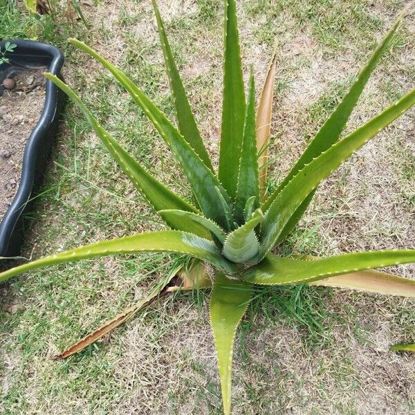 Aloe vera برگ