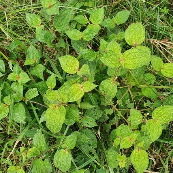 Miconia dentata Folha