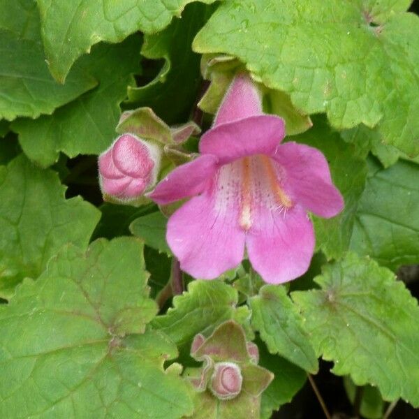 Lophospermum erubescens Кветка