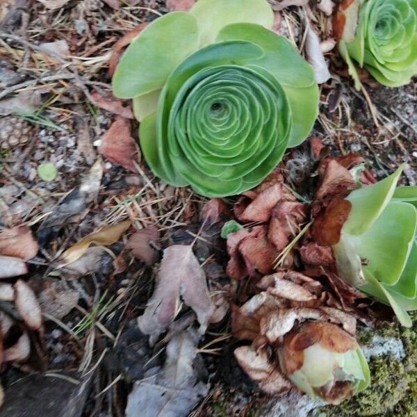 Aeonium aureum Folla