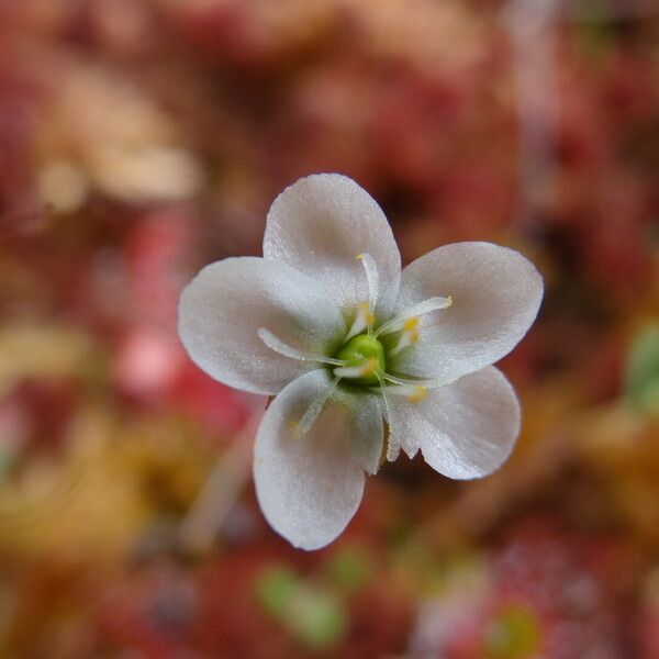 Drosera anglica Flower