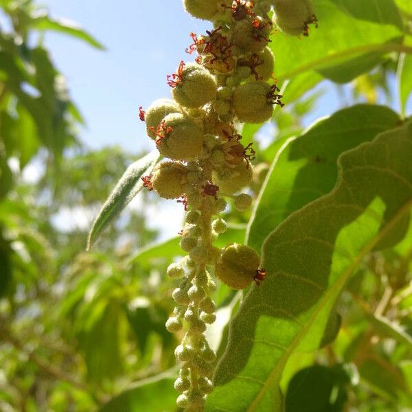 Croton flavens Plod