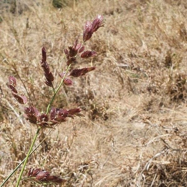 Eragrostis superba Květ