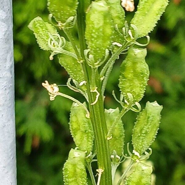 Reseda lutea 果実