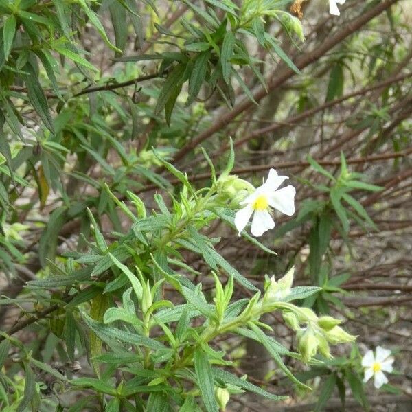 Cistus monspeliensis Foglia