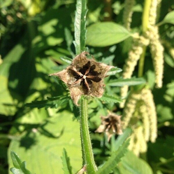 Hibiscus cannabinus Fruit