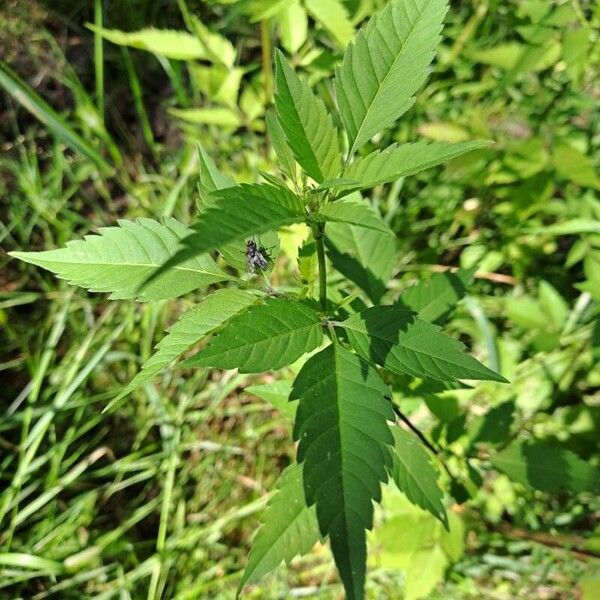 Bidens frondosa Leaf