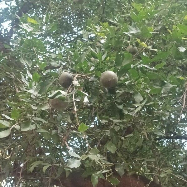 Aegle marmelos ഇല